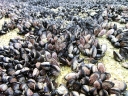 abeltasman (12)